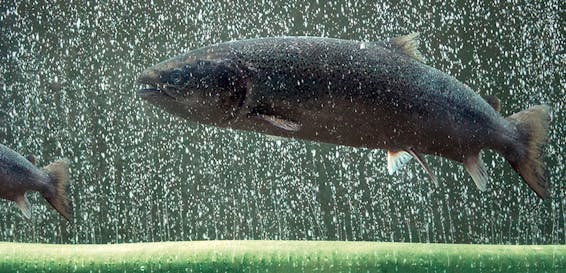 VitaDi™-Oksygendiffusor